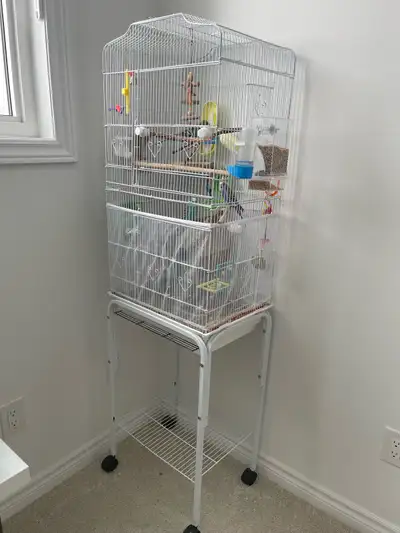 4 Budgies with cage and everything in the pictures, View more