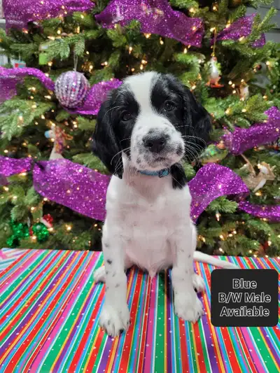 CKC Registered Springer Spaniels, View more