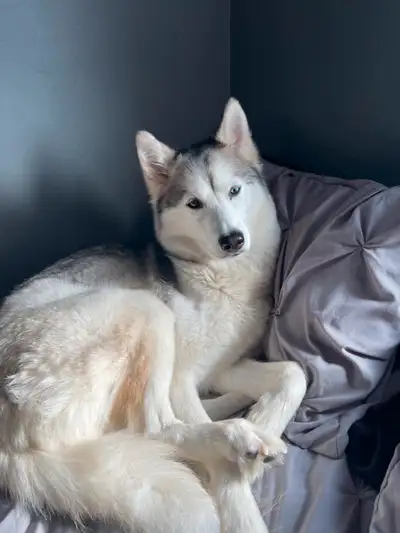 REHOMING MY BEAUTIFUL HUSKY, View more