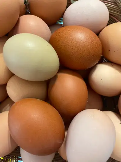 BYM hatching eggs. Excellent fertility and hatch rate. Mix of Black Copper Maran, Lohman Brown, Silv...