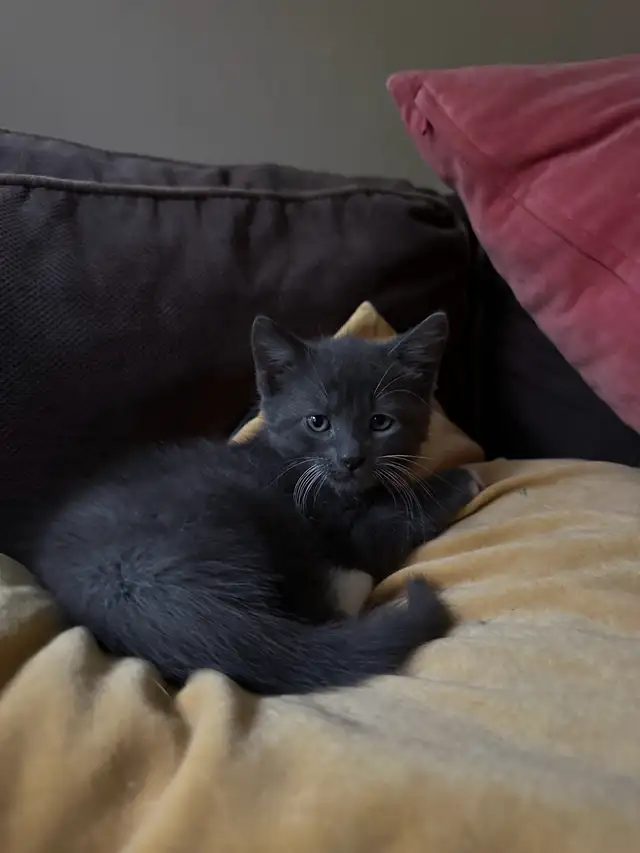 Kitten’s for sale in Cats & Kittens for Rehoming in Laval / North Shore - Image 8