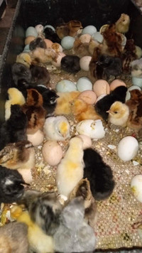 Legbar and Black Star pullet chicks available 