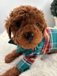 Stunning Dark Red Purebred Toy Poodle Puppies