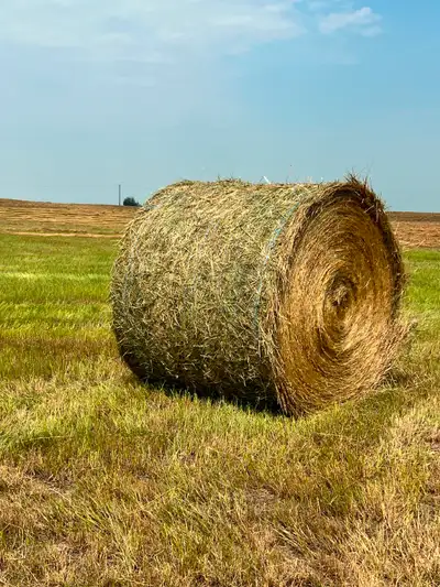 No rain 1500 pound bales - located in Strongfield, SK - We can load. 250 Really Good quality Horse g...