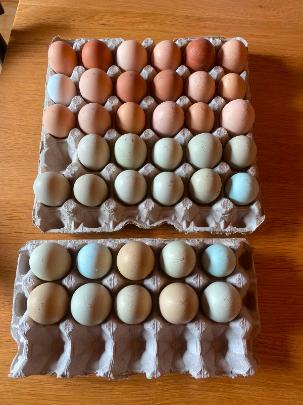 Hatching eggs - olive and Easter egger in Livestock in Bedford - Image 4