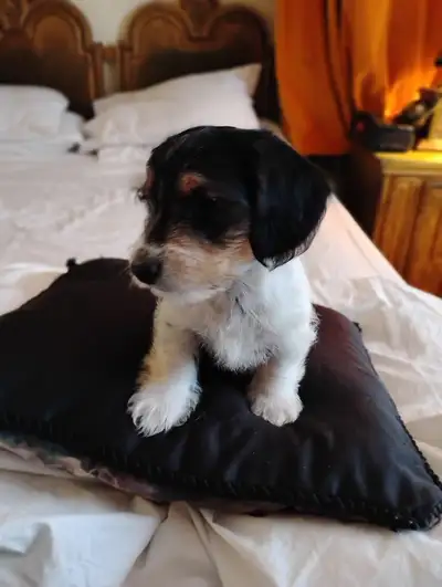 Adorable Dorkie Puppies, View more