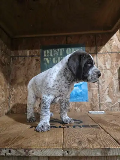 German Shorthaired Pointer Pups, View more