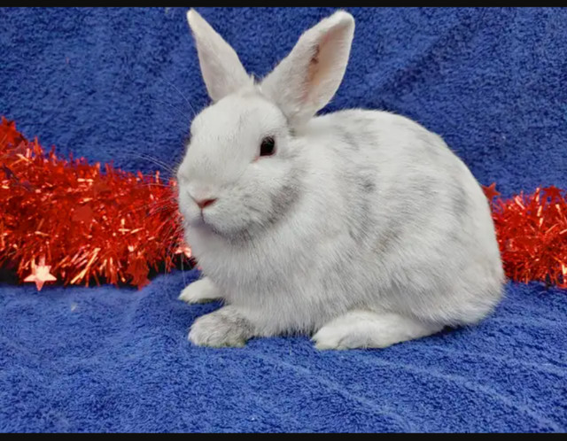 EXTRAORDINARY NETHERLAND DWARF, LIONHEAD, HOLLAND LOO BABY BUNNY in Small Animals for Rehoming in Mississauga / Peel Region - Image 3