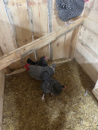 Barred rock Hatching Eggs  