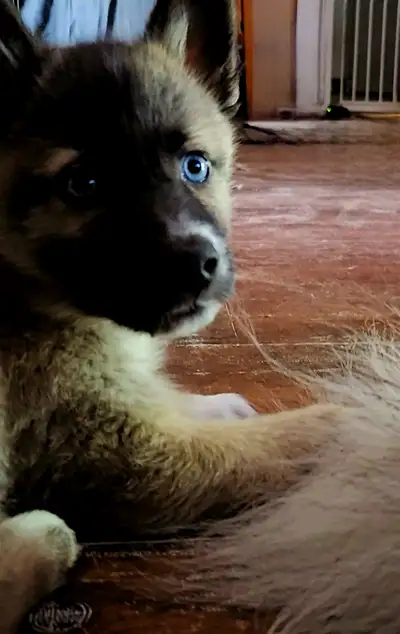 Husky pup-girl with 2 blue eyes, View more