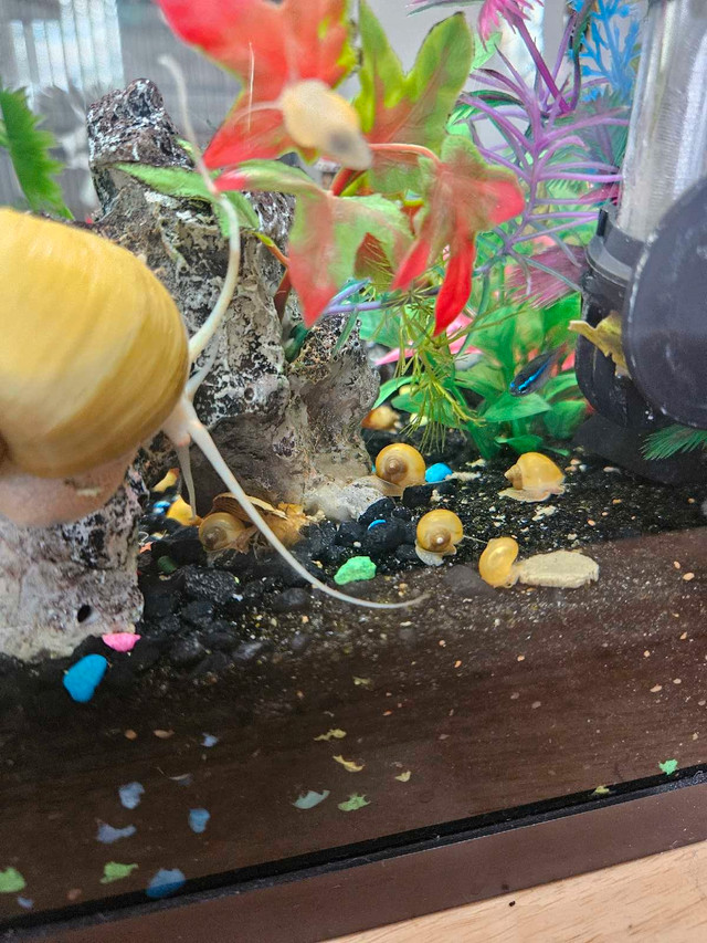 Golden Applesnails aka Mystery snails in Fish for Rehoming in Cambridge - Image 2