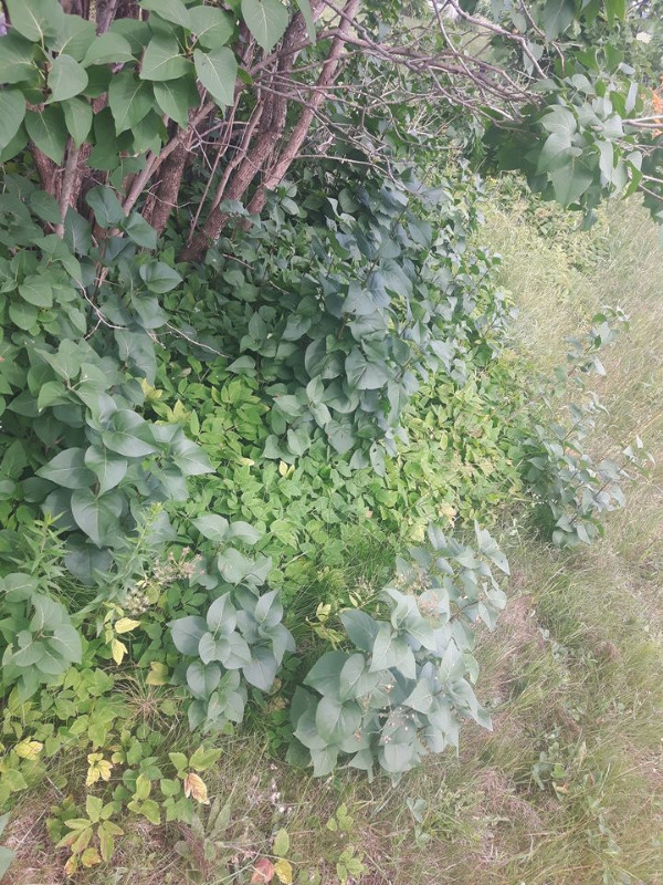 bébé arbuste de lilas !!! in Plants, Fertilizer & Soil in Victoriaville