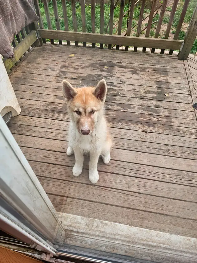 RARE Canadian Eskimo Puppy -Feisty (M) in Dogs & Puppies for Rehoming in Hamilton - Image 7