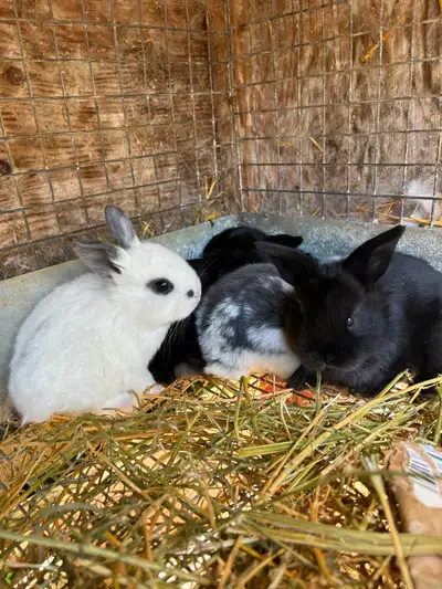 Holland lop baby bunny/rabbits, View more