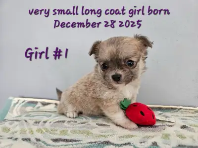 Small Gorgeous Long Coat Chihuahua  Girls, View more