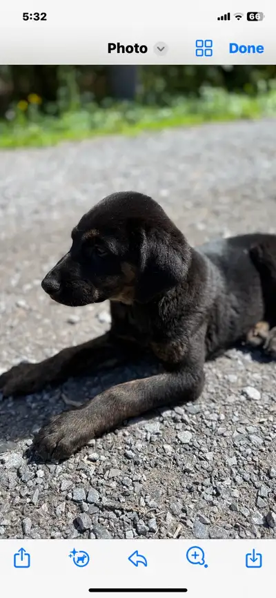 ROTTVEILER /Afghan  puppies  400$, View more