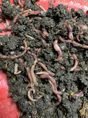 1/2 POUND RED WIGGLER COMPOSTING WORM MIX OVER 500 WORMS WORM CASTINGS BAIT 