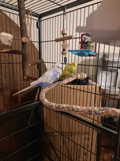 Bonded pair budgies / Parakeets , View more