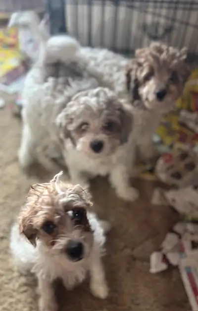 3 gorgeous, fluffy, active, loving boys! All are parti - white with different shades of brown. Born...