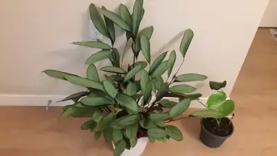 32" Prayer Plant & 16" Monstera plant: Only $35 for Both, View more