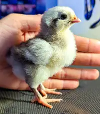 Lovely baby chickens 