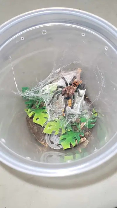 Green Bottle Blue 2"-2.5" Juvie Tarantulas, View more