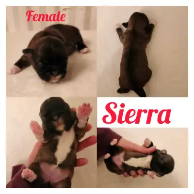 Shih tzu Puppies available, View more