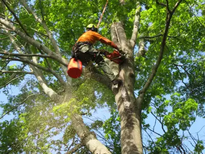 ✔ Tree Removal Services - Safe, Efficient, and Affordable! ✔
