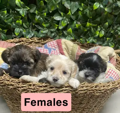 Shih Tzu Yorkie puppies, View more
