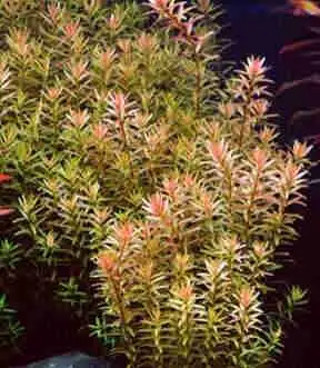 Rotala rotundifolia, View more