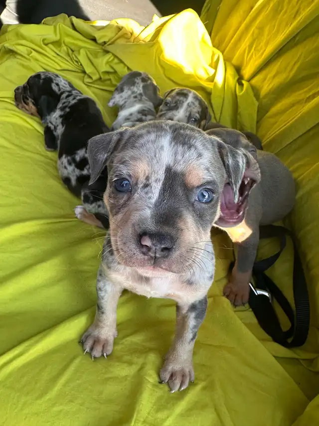 puppy for sale in Dogs & Puppies for Rehoming in Ottawa - Image 2