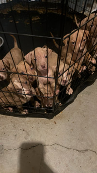  READY Dogo Argentino Puppies Looking for their Forever Homes 