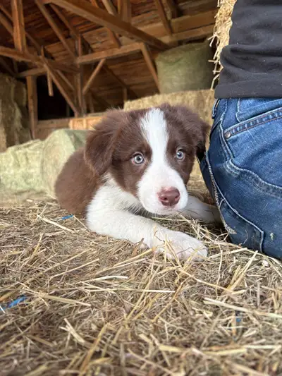 Venez aujourd’hui Border collie chiot, View more
