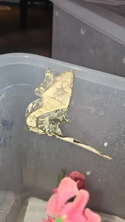 10 Crested Geckos!, View more