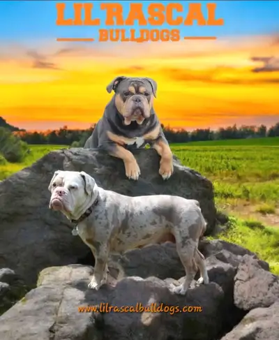 Wonderful news! Pebbles and Nelson are eagerly awaiting their litter in the first week of July. We'r...