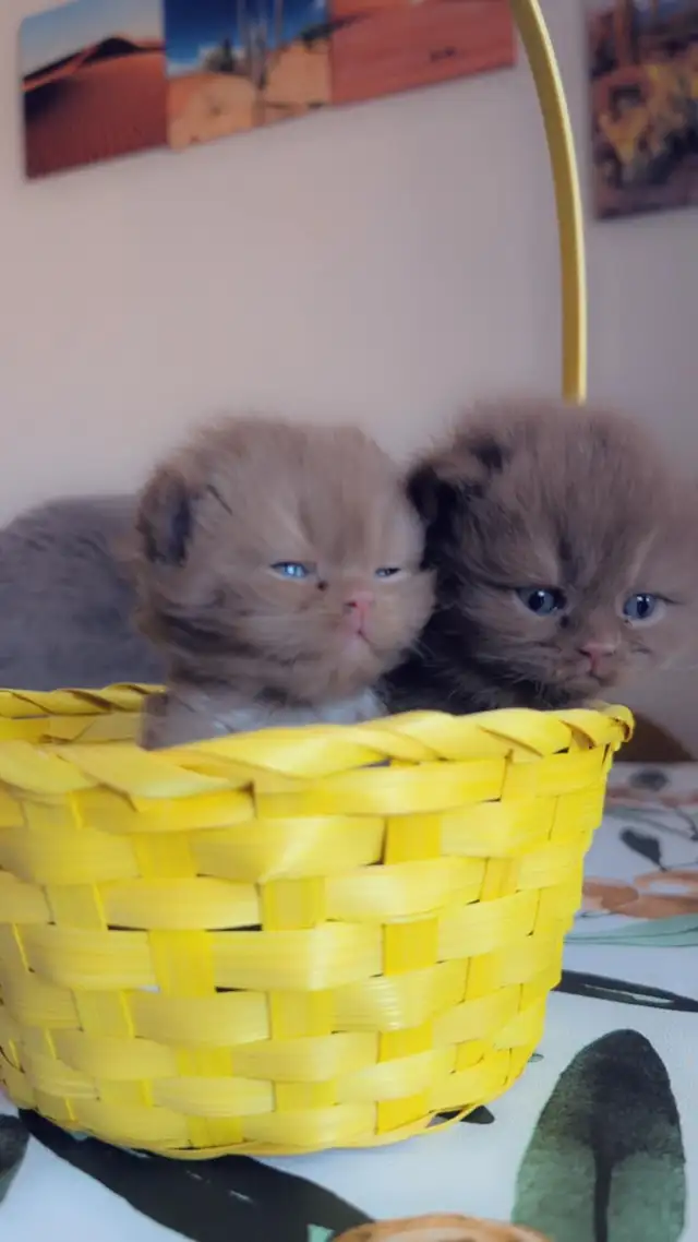 British Shorthair/Longhair kittens in Cats & Kittens for Rehoming in City of Montréal - Image 9