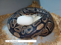 Python Royal femelles reproductrices