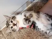 Kittens for new home