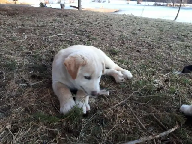 BORDER COLLIE/ LAB in Dogs & Puppies for Rehoming in Muskoka - Image 10