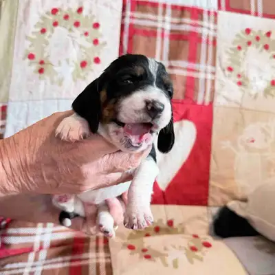 Basset hounds for sale, View more