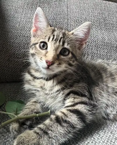 Chatons Tabby Tigré, View more