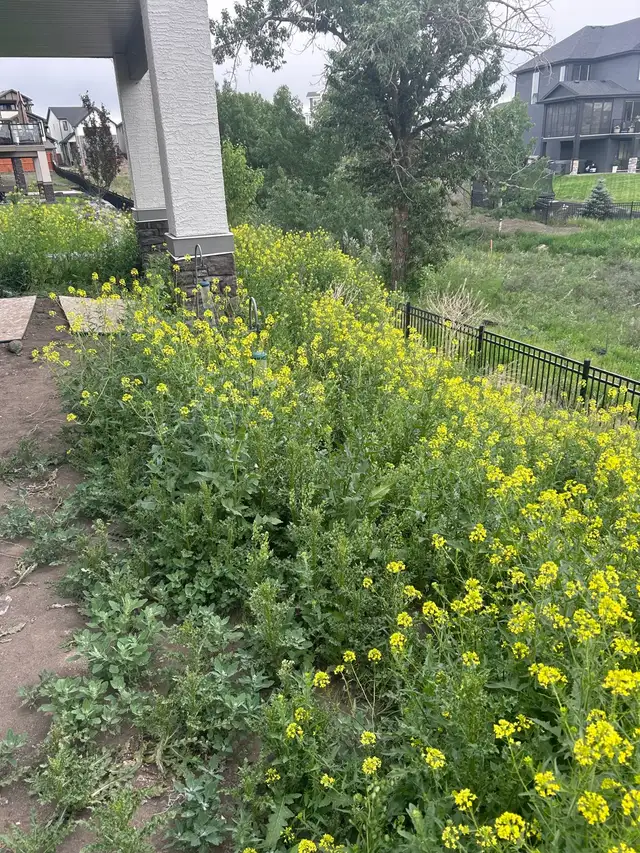 Weed removal and yard work.62863239292545122