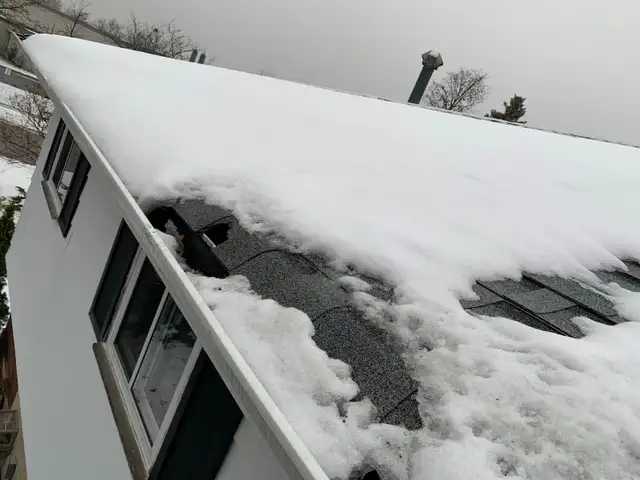 Affordable Raccoon Removal Mississauga in Other in Mississauga / Peel Region - Image 4