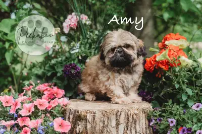 This sweet baby is from health tested, purebred Shih Tzu parents! She is the final 1 left of our “Bi...