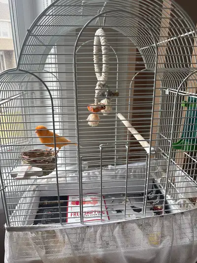 Beautiful young orange male canary. Amazing singing voice. $200 including cage and all accessories a...