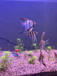 Angelfish  Fish