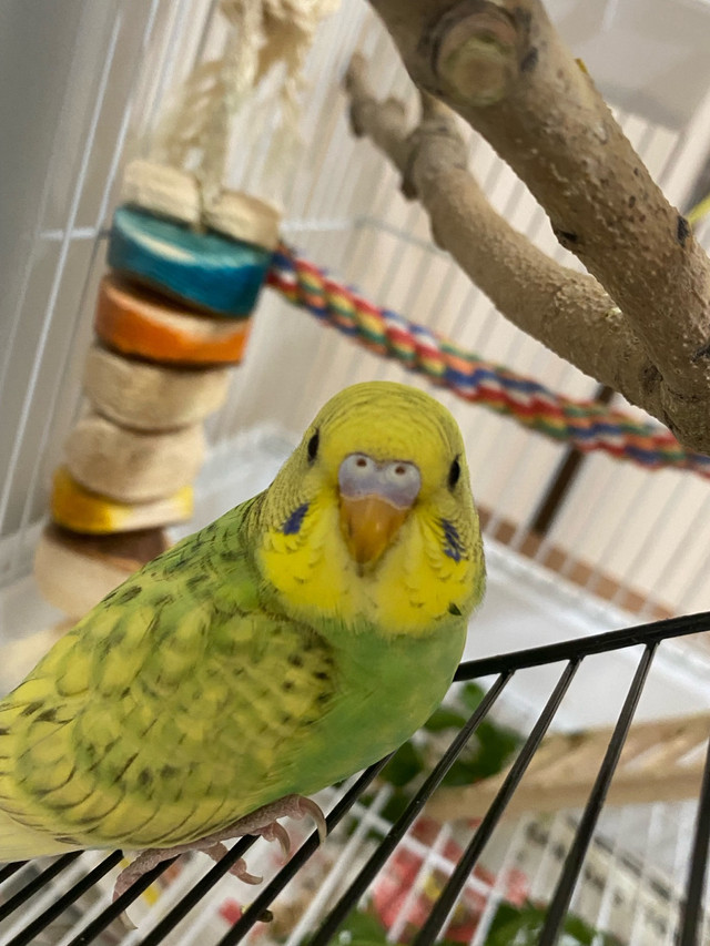 3 baby budgies $20 each  in Other Pets for Rehoming in Calgary - Image 3
