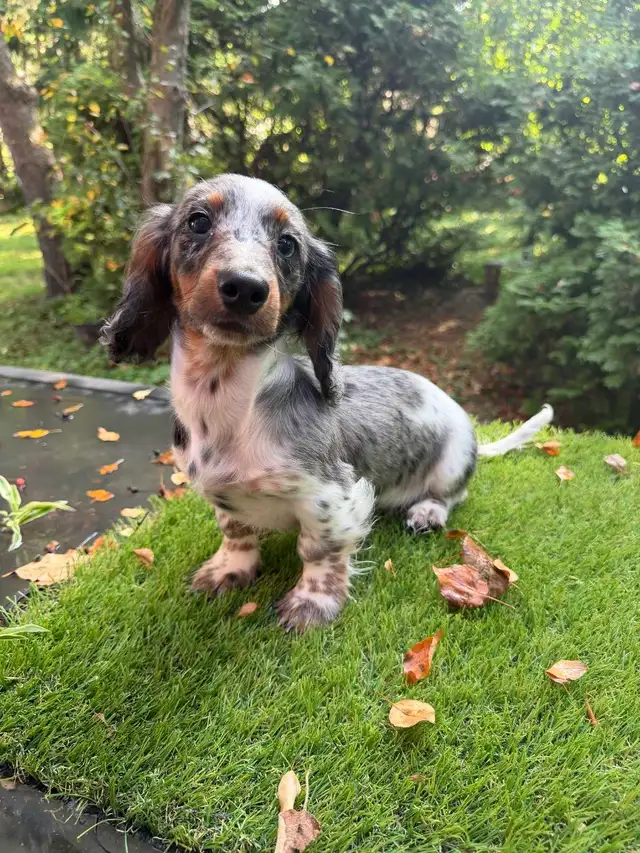 Long Hair Silver Dapple Mini Dachshund Puppy in Dogs & Puppies for Rehoming in Markham / York Region - Image 9