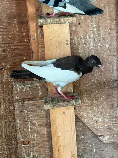Beautiful magpie for sale It’s a female