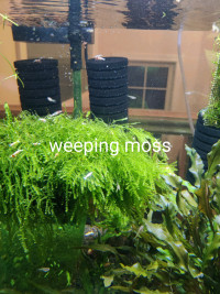 Aquarium plants --- moss